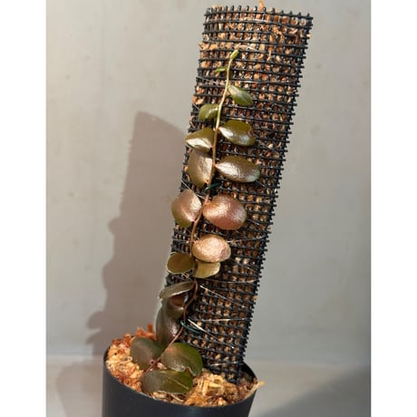 Marcgravia sp. from Tarapoto Peru