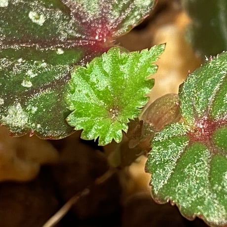 Begonia sp. from North Toraja [S0919-02] 伊藤蟻植物農園