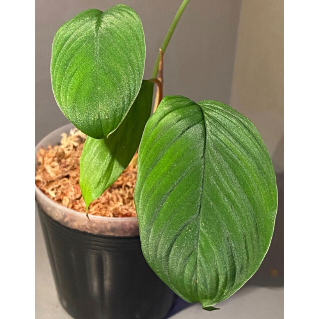 ホマロメナ　Homalomena sp. from padang Homalomena sp. from Padang sumatera [LA0117-02]