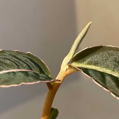 Labisia sp. "Sumatera Pink"