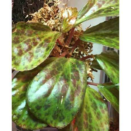 Begonia blancii