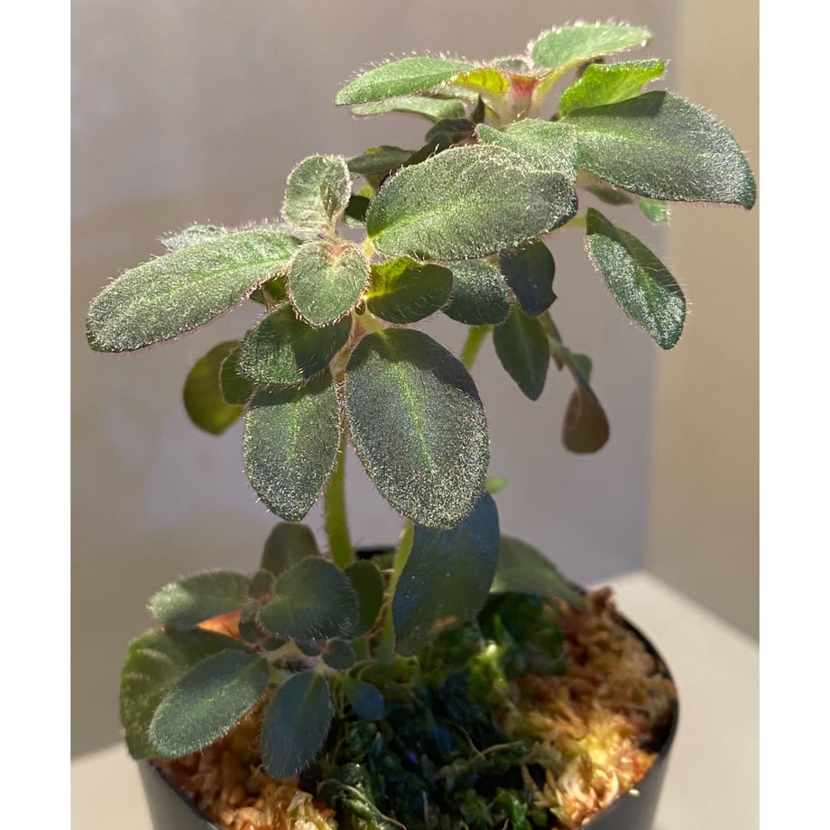 6054911e9b47bf072d090d1f