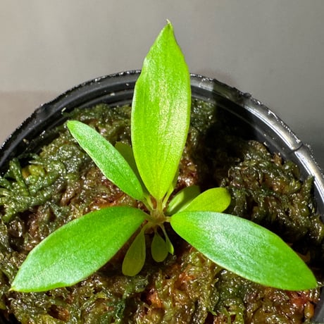 Homalomena cf. hasei from Aceh sumatera [LA1118-03]