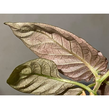 Ophiorriza sp. "鋼" from Aceh Selatan [HW0816-03]
