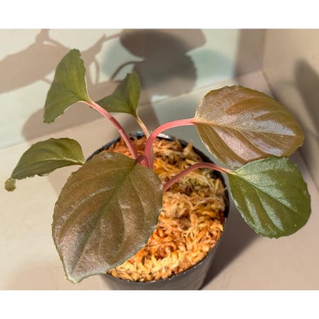 Homalomena sp. “夕霧” T-3810-2 Homalomena sp. (Homalomena) | Top Tropicals Plant Encyclopedia