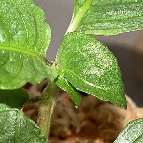 Ophiorrhiza? sp. "Kab. Sanggau" Kal barat [TB]