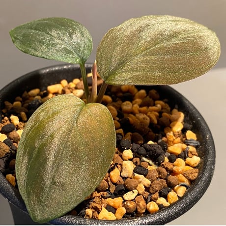 Homalomena sp. from Lundu [TK231017]