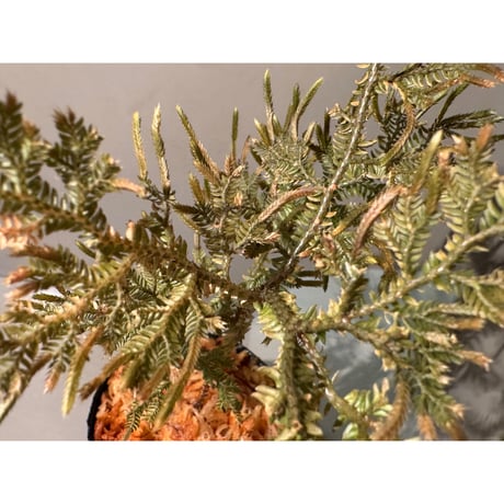 Selaginella sp. from Landak West Kalimantan