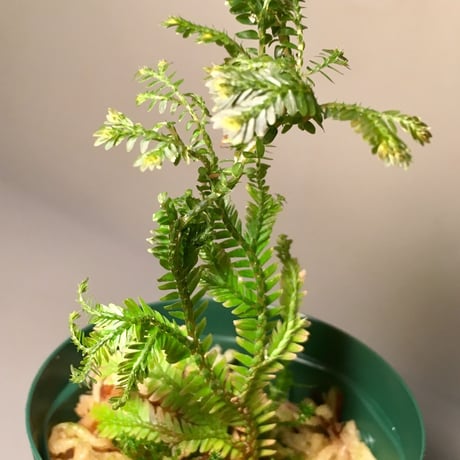 Selaginella sp. from Selangor