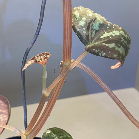 Begonia variabilis from Dabong [TK150717]