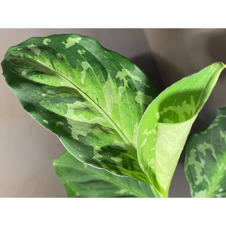 Aglaonema pictum モザイク CW1302  from Sumatra barat [TB]