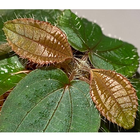 Phyllagathis sp. from Cao Bang Viet Nam [R1217-02]