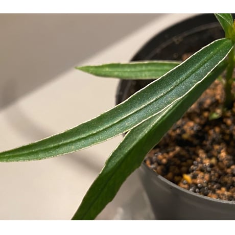 Ardisia sp. from Kapuas Hulu Kalimantan barat