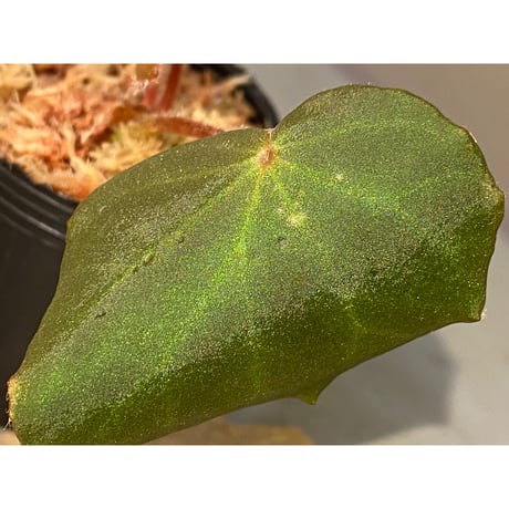 Begonia sp. from Chiku Kelantan