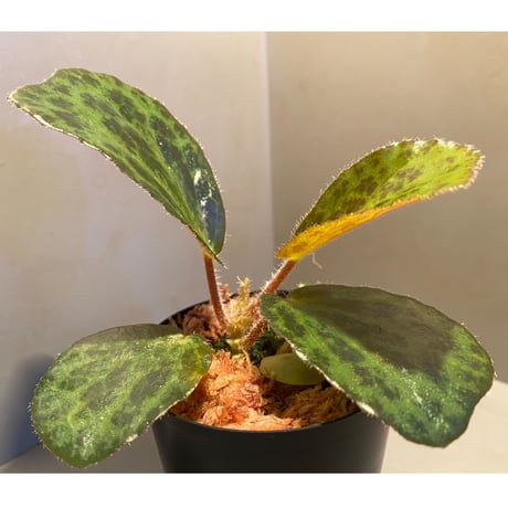 Begonia blancii