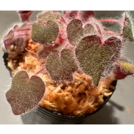 Sonerila dongnathamensis [LA]