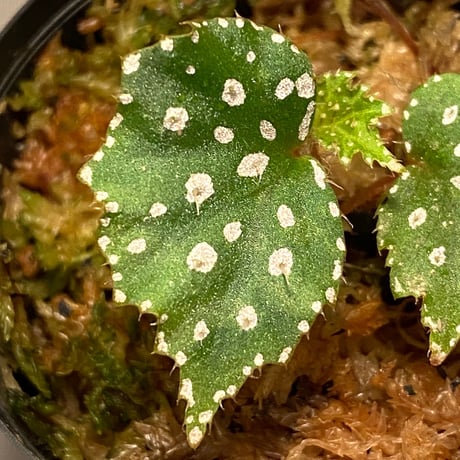 Begonia sp. from Muara Wahau [TB]