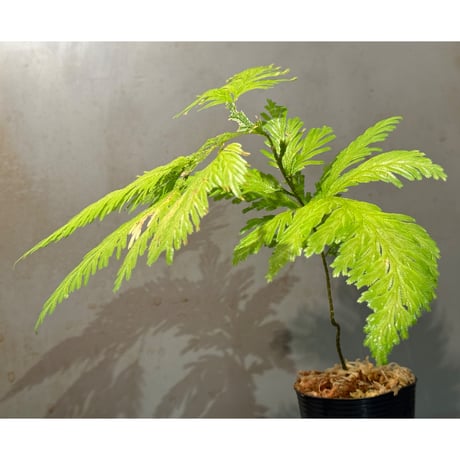 Selaginella sp. from Bogor West Java