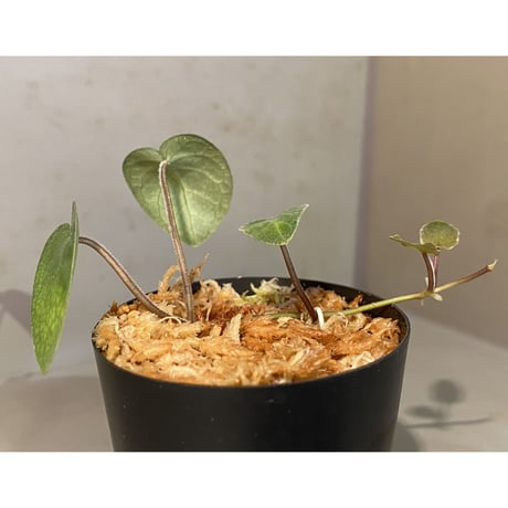 Unknown from Iquitos Peru [tanakay]