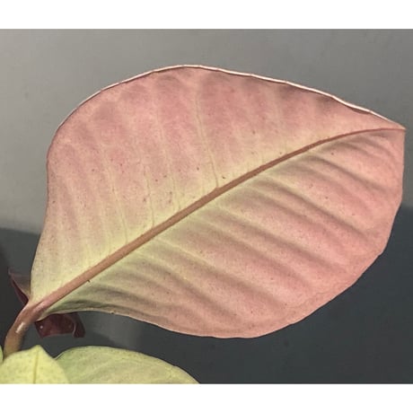 (大株) Ardisia sp. from Saripoi [LA0515-02]