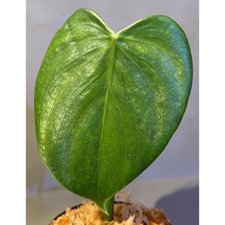 Philodendron sp. from Iquitos Peru [tanakay]