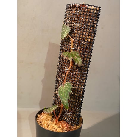 Begonia sp. from Luzon Aurora Philippines 標高500m付近　[KSB]