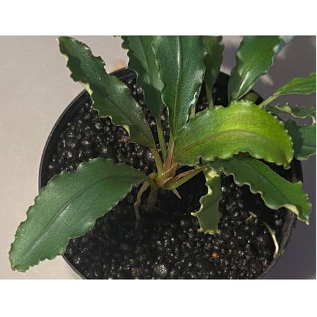 Bucephalandra sp. "Pakak 3" [MF0417-5A]