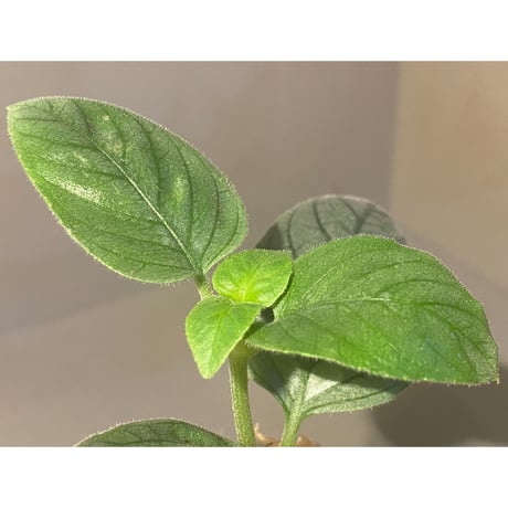 Unknown from Miri Sarawak Borneo