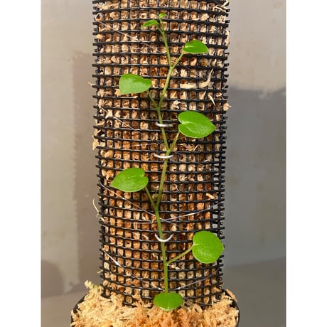 Peperomia sp. from Choco Colombia [tanakay]