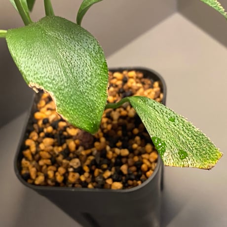 Homalomena hasei "狐尾" from Aceh sumatera [LA0616-04]