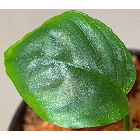 Schismatoglottis sp. from Bau Sarawak