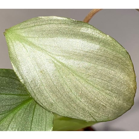 Homalomena sp. "赤銀×？" from West Java wf1 [Import] KZT