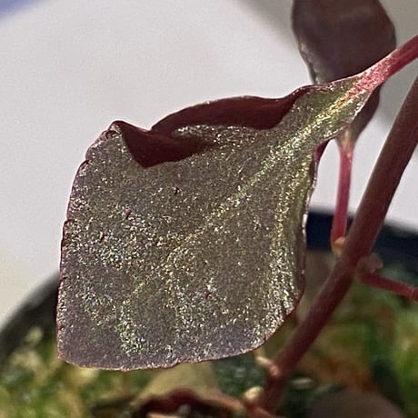 Melastoma sp. from Sibolga