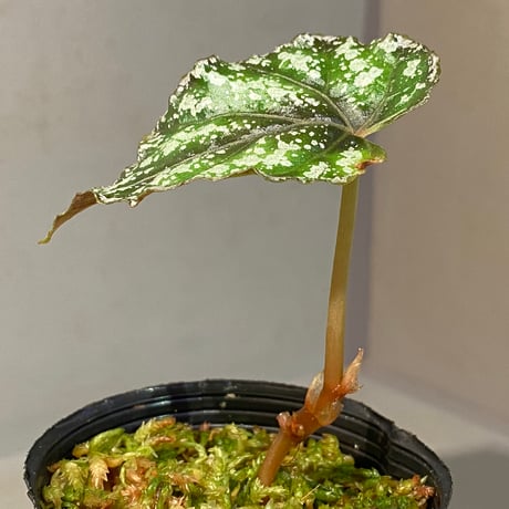 Begonia handelii var. prostrata from Viet Nam