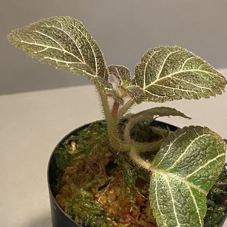 Pearcea hypocyrtiflora from South America