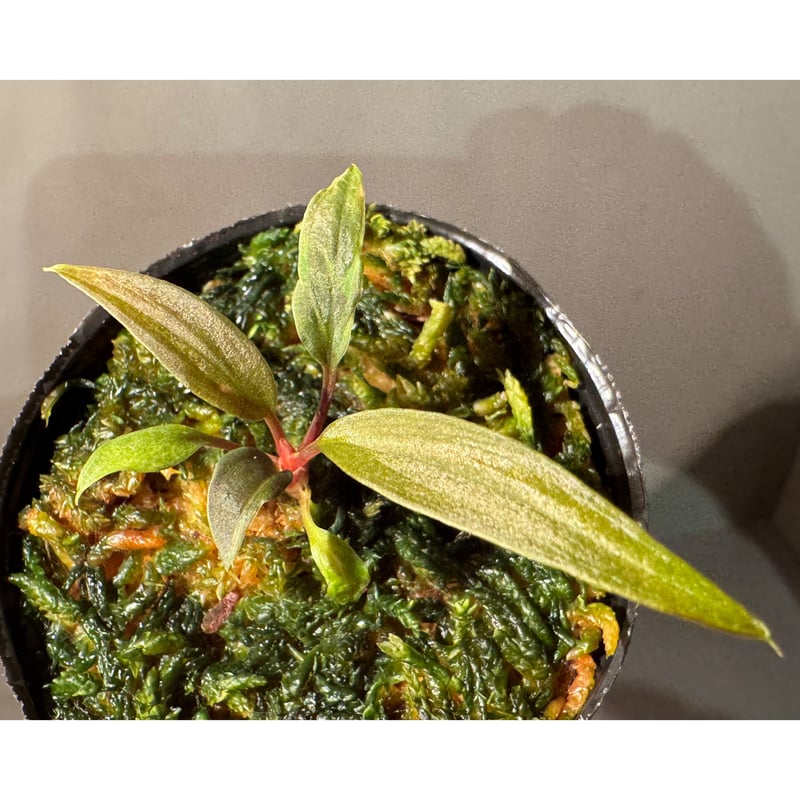 Homalomena 'Rec151' K0522-f2 [KZT] | M・R・G・R