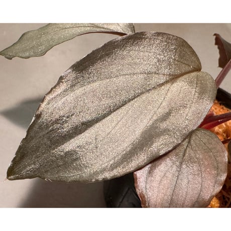 Homalomena sp. "Imperial Japanese Navy" from Resum P.Lingga [AZ0517-11]
