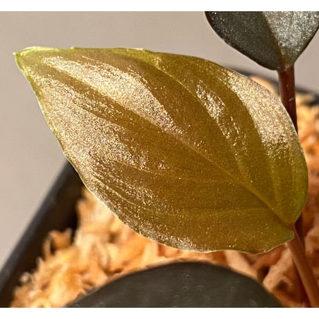 Homalomena sp."赤鉄鉱” from Kepulauan Riau [SGP import] KZT ②
