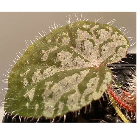 Begonia variegata from Viet Nam