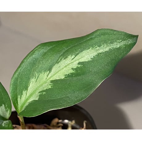 Aglaonema pictum "メサイア" GW1507 from Padang sidempuan [TB]