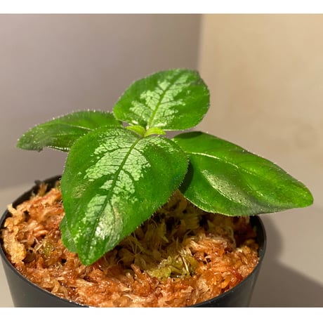 Gymnostachyum sp. "type C" f1 from Aceh Selatan [HW0816-02]