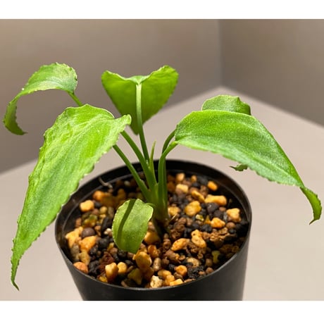 Homalomena sp. from  Malay Peninsula