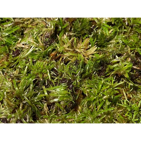 Moss from Ipoh State Malaysia
