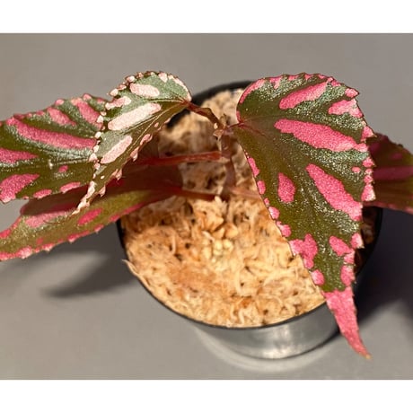 Begonia sp. ぼっち株 from Julau [R1214-01b]