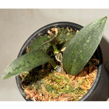 Oeceoclades maculata
