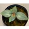 Sonerila sp. wf1 from Phang  Nga Thailand [KZT]