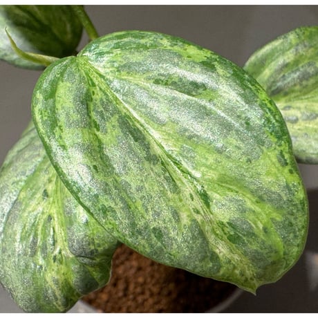 Philodendron sodiroi "Variegata"
