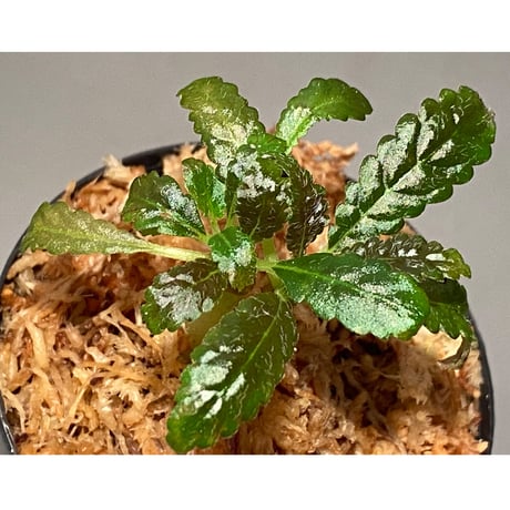 (２芽立ち) Nautilocalyx pemphidius