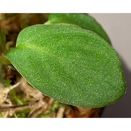 Homalomena humilis from Pahang Malaysia
