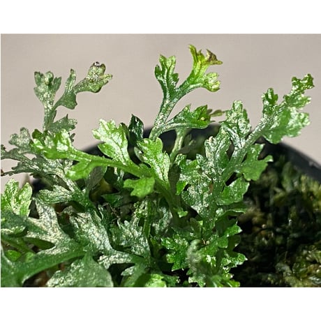 Bolbitis heteroclita cuspidata